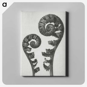 1-7_Karl-Blossfeldt_canvas