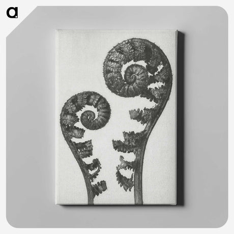 1-7_Karl-Blossfeldt_canvas