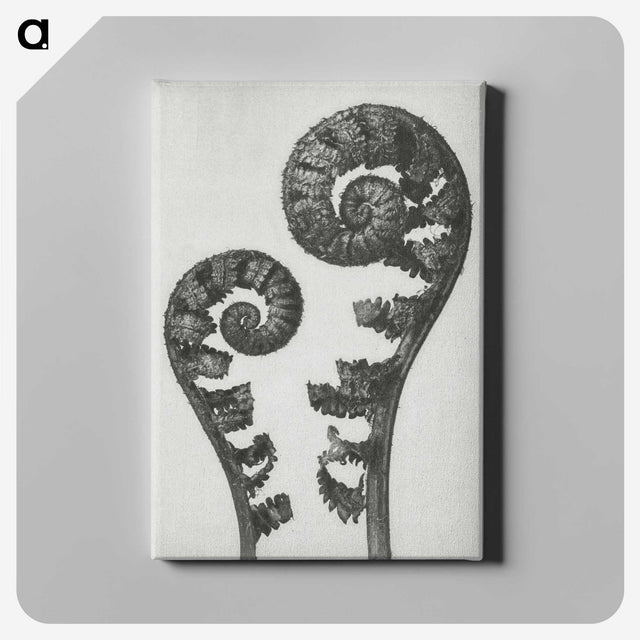 1-7_Karl-Blossfeldt_canvas