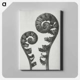 Aspidium Filix Mas (Shield Fern Fronds) - カール ブロスフェルト Canvas.