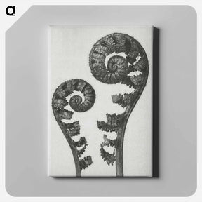 アートパネル-Aspidium Filix Mas (Shield Fern Fronds) - カール ブロスフェルト Canvas.