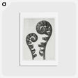 アートポストカード-Aspidium Filix Mas (Shield Fern Fronds) - カール ブロスフェルト Postcard.