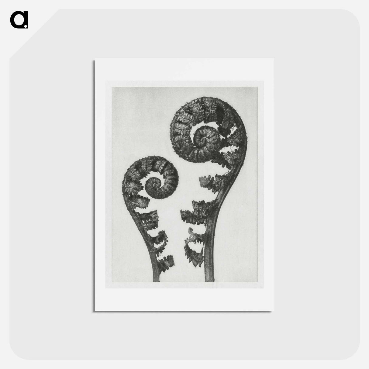 アートポストカード-Aspidium Filix Mas (Shield Fern Fronds) - カール ブロスフェルト Postcard.