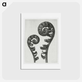 アートポストカード-Aspidium Filix Mas (Shield Fern Fronds) - カール ブロスフェルト Postcard.