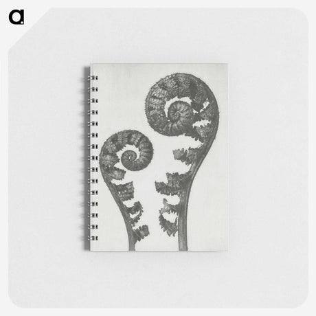 1-7_Karl-Blossfeldt_memo