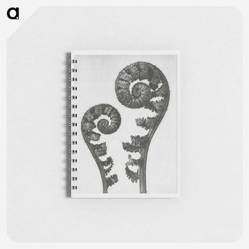 Aspidium Filix Mas (Shield Fern Fronds) - カール ブロスフェルト Memo.