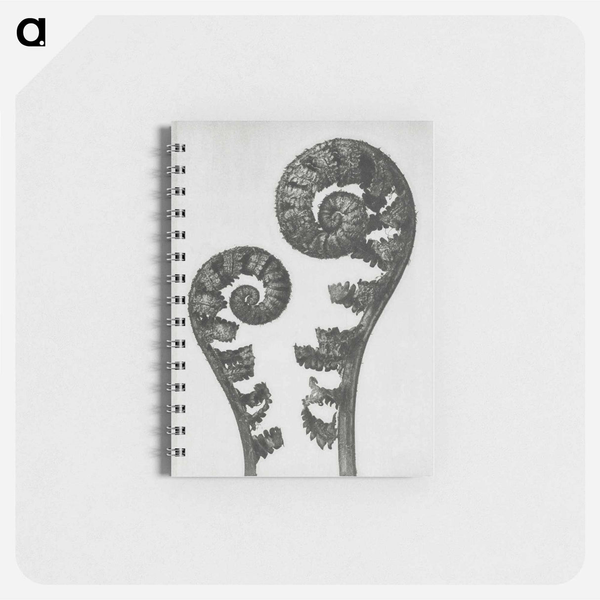 Aspidium Filix Mas (Shield Fern Fronds) - カール ブロスフェルト Memo.