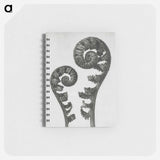 Aspidium Filix Mas (Shield Fern Fronds) - カール ブロスフェルト Memo.