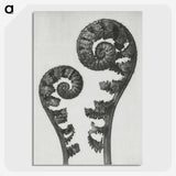 1-7_Karl-Blossfeldt_picture-crop