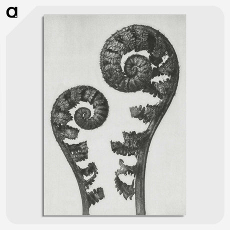 1-7_Karl-Blossfeldt_picture-crop