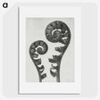 1-7_Karl-Blossfeldt_picture