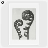 1-7_Karl-Blossfeldt_picture