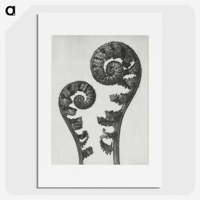 1-7_Karl-Blossfeldt_picture