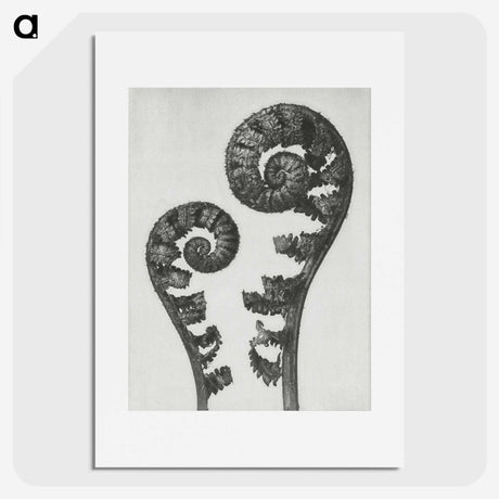 1-7_Karl-Blossfeldt_picture