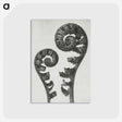 1-7_Karl-Blossfeldt_postcard