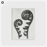アートポストカード-Aspidium Filix Mas (Shield Fern Fronds) - カール ブロスフェルト Postcard.