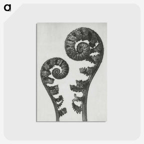1-7_Karl-Blossfeldt_postcard
