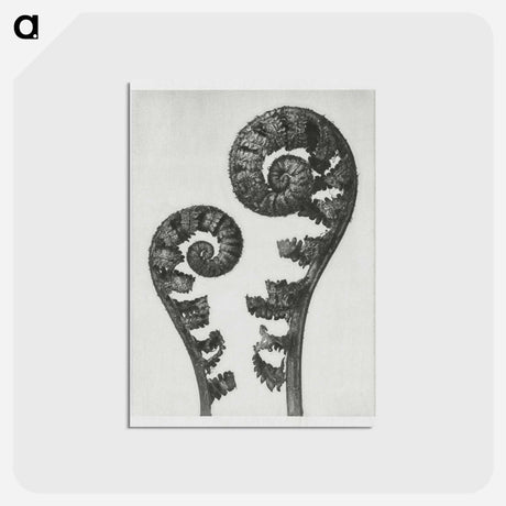 アートポストカード-Aspidium Filix Mas (Shield Fern Fronds) - カール ブロスフェルト Postcard.