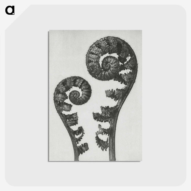 1-7_Karl-Blossfeldt_postcard