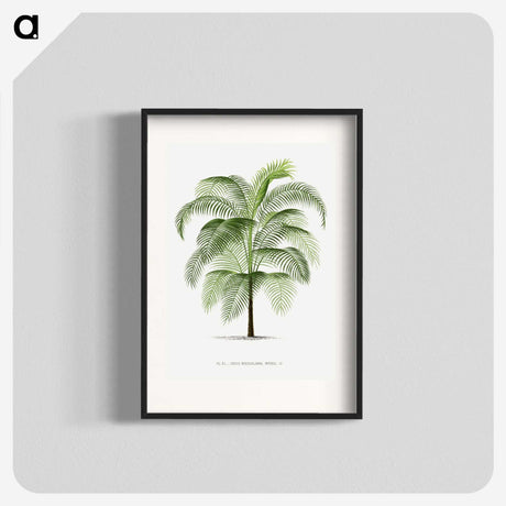 1-7_Les-Palmiers-Histoire-Iconographique_blk