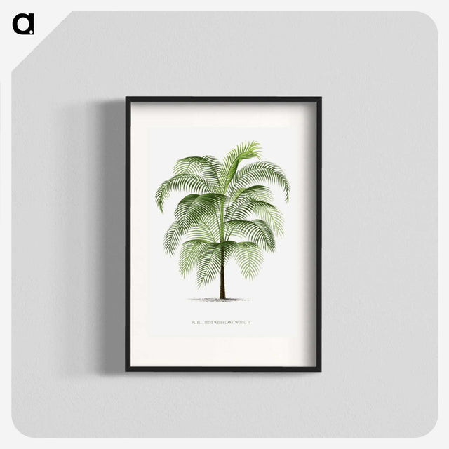 1-7_Les-Palmiers-Histoire-Iconographique_blk