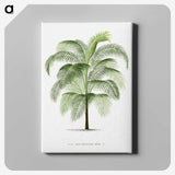 1-7_Les-Palmiers-Histoire-Iconographique_canvas