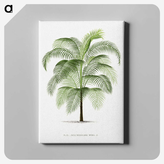 1-7_Les-Palmiers-Histoire-Iconographique_canvas