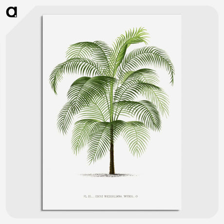 1-7_Les-Palmiers-Histoire-Iconographique_picture-crop