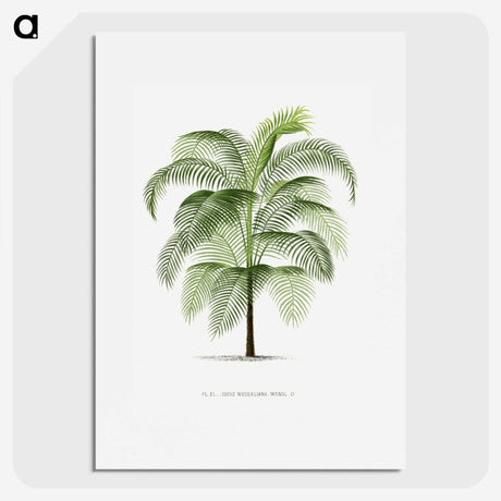 1-7_Les-Palmiers-Histoire-Iconographique_picture