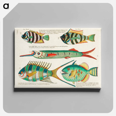 アートパネル-Moluccan Fishes
 - ルイ ルナール Canvas.