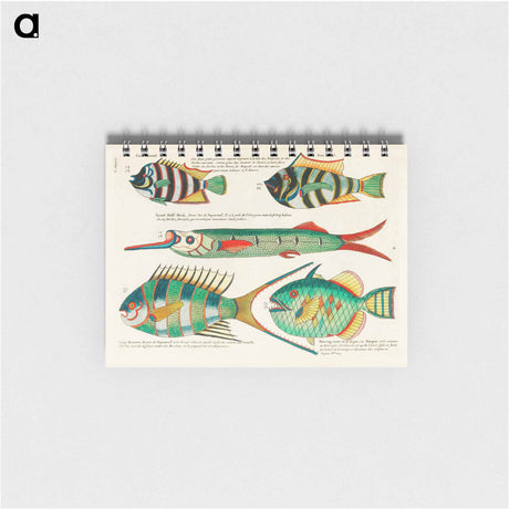 アートメモ帳-Moluccan Fishes
 - ルイ ルナール Memo.