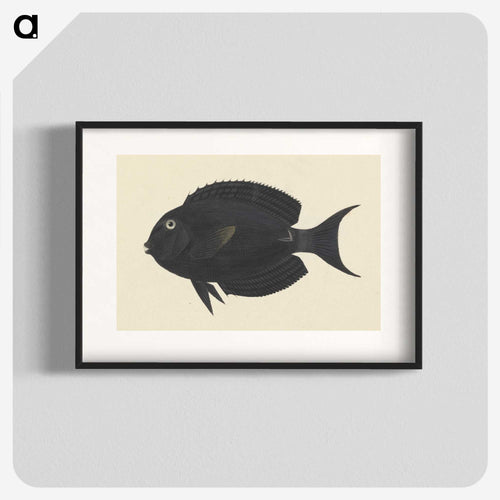 Unidentified Fish
 - ルイージ バルガーニ Poster.