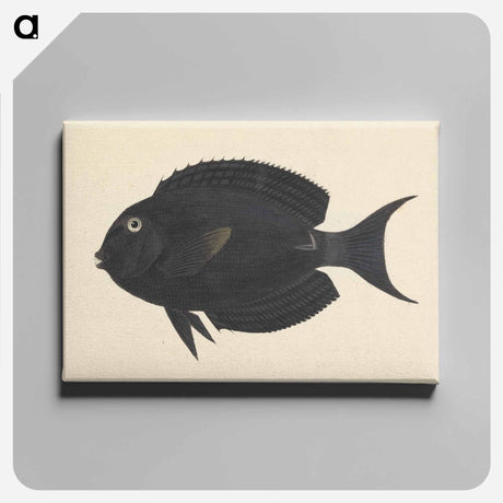 アートパネル-Unidentified Fish
 - ルイージ バルガーニ Canvas.