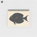 Unidentified Fish
 - ルイージ バルガーニ Memo.