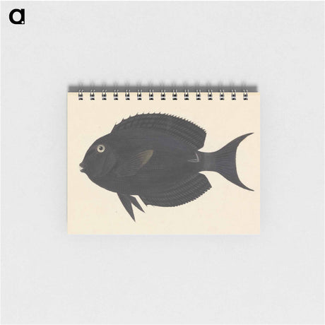 アートメモ帳-Unidentified Fish
 - ルイージ バルガーニ Memo.