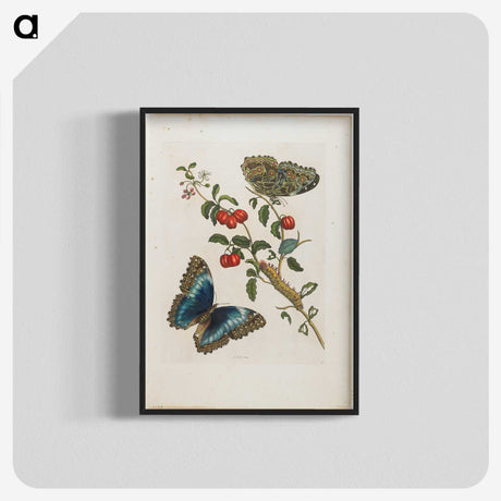 1-7_Maria-Sibylla-Merian_blk-crop