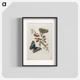 1-7_Maria-Sibylla-Merian_blk