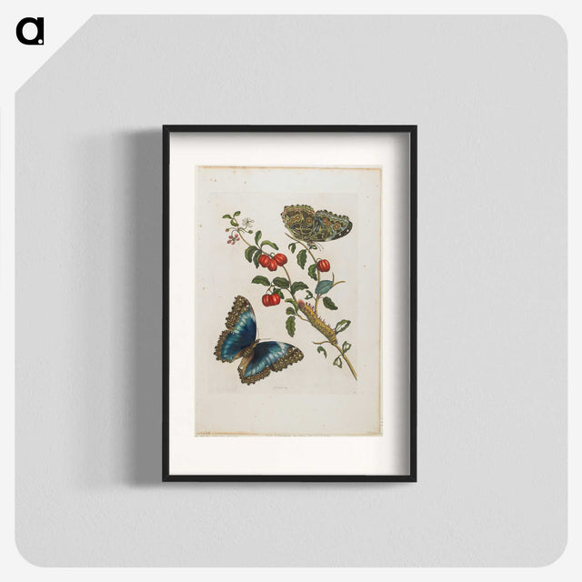 1-7_Maria-Sibylla-Merian_blk