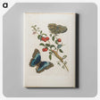 1-7_Maria-Sibylla-Merian_canvas