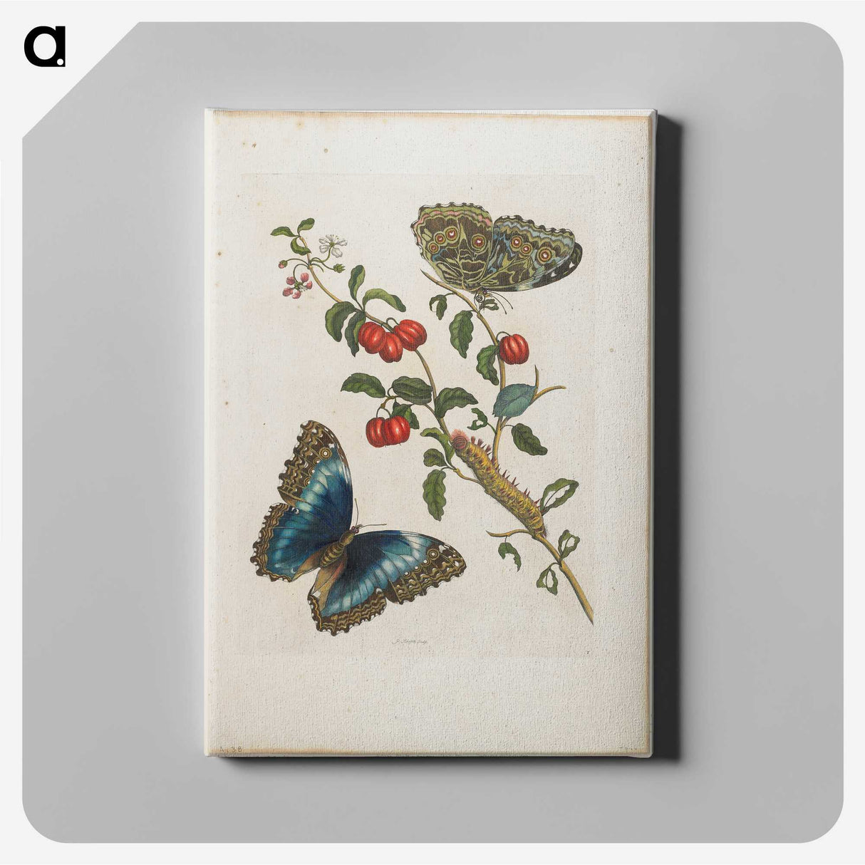1-7_Maria-Sibylla-Merian_canvas