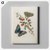 1-7_Maria-Sibylla-Merian_canvas
