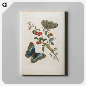 1-7_Maria-Sibylla-Merian_canvas