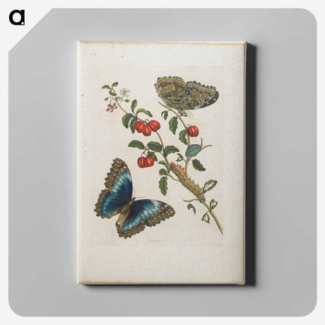 1-7_Maria-Sibylla-Merian_canvas