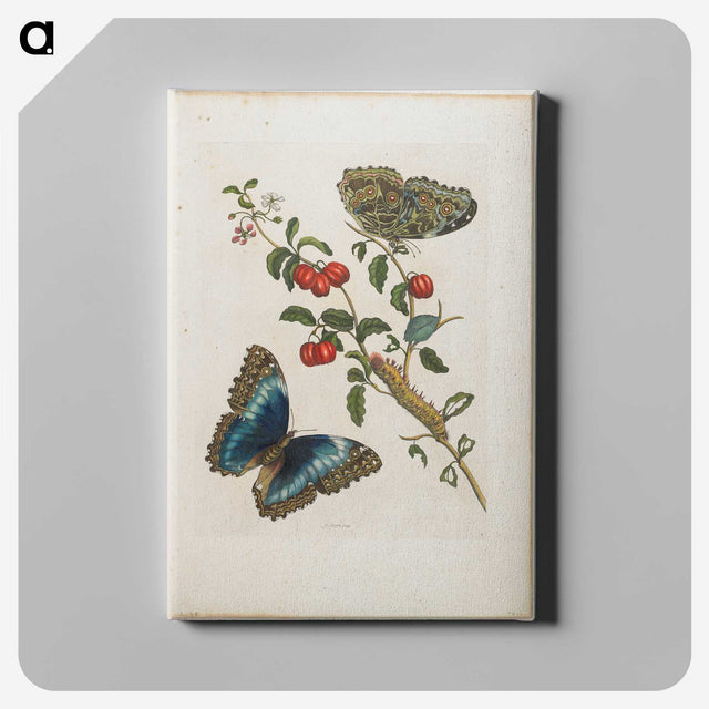 1-7_Maria-Sibylla-Merian_canvas