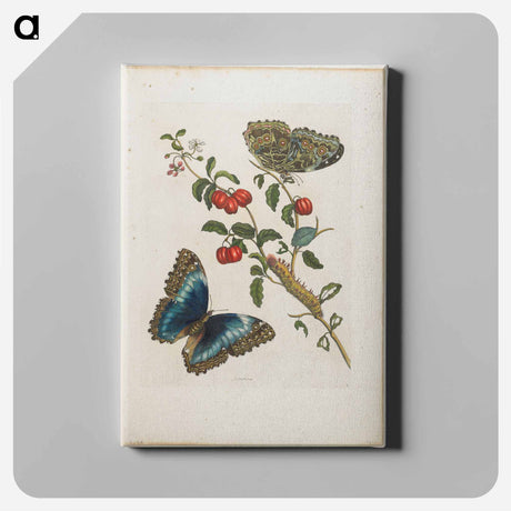 アートパネル-Plate 7
 - マリア ジビーラ メーリアン Canvas.