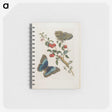1-7_Maria-Sibylla-Merian_memo