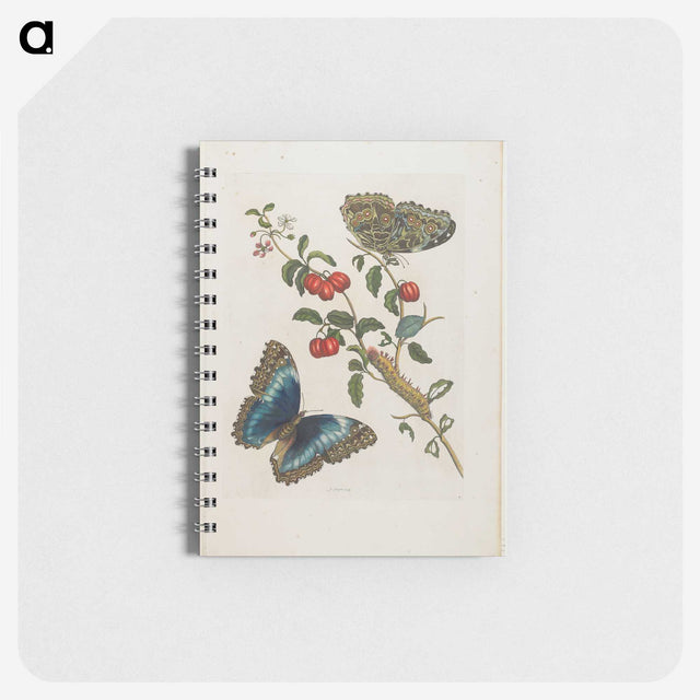 1-7_Maria-Sibylla-Merian_memo