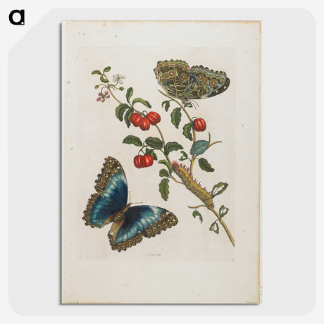 1-7_Maria-Sibylla-Merian_picture-crop
