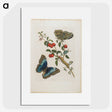 1-7_Maria-Sibylla-Merian_picture