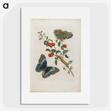 1-7_Maria-Sibylla-Merian_picture